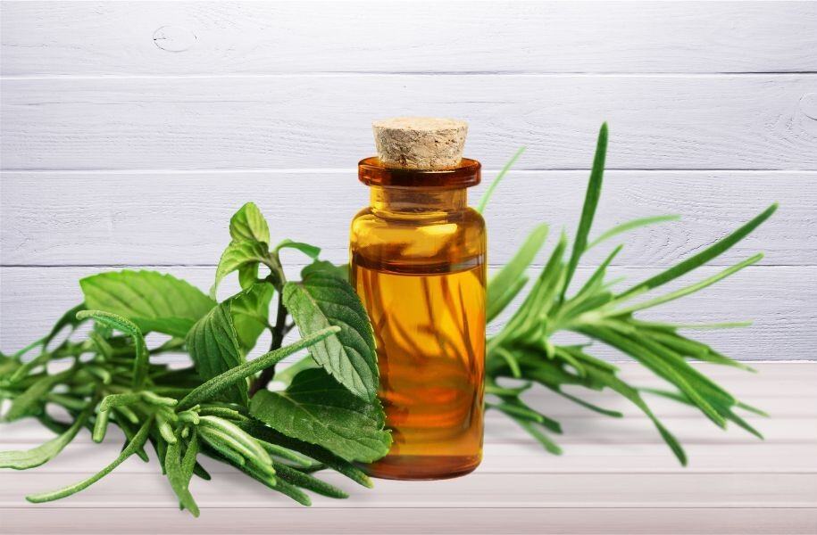 茶樹精油 – 抗菌驅蟲精油雙效合