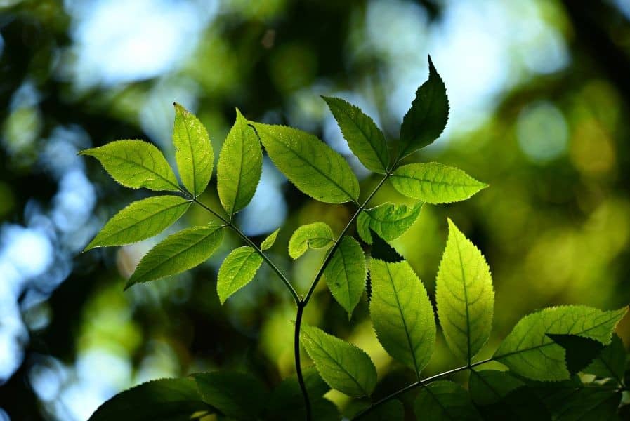 樟腦油禁忌盡量選取天然的配方