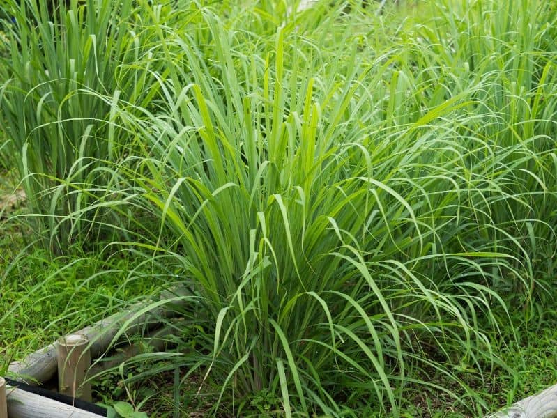 檸檬草精油 – 清新氣味驅逐蚊蟲