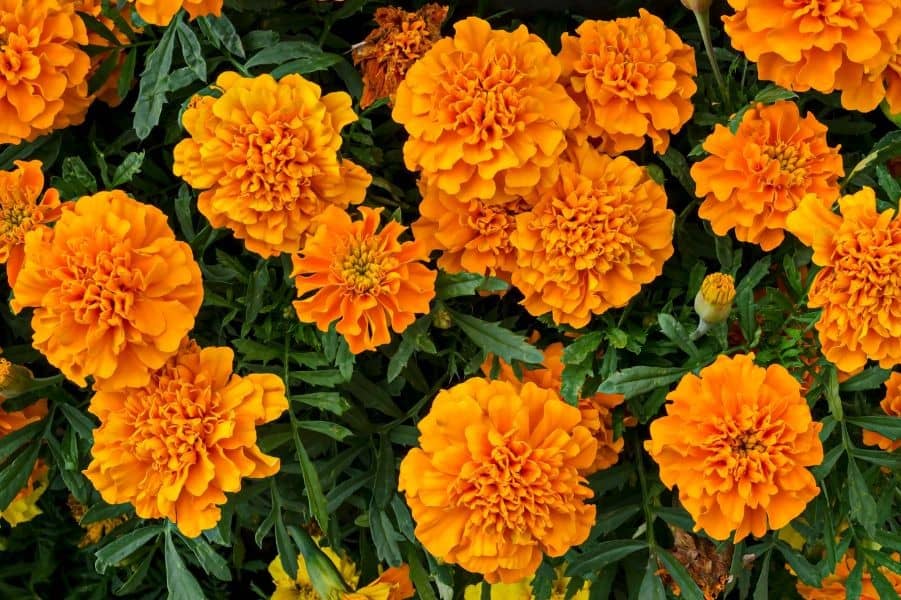 萬壽菊 色彩繽紛又能避蟲