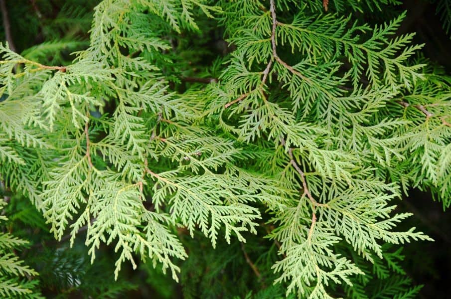 最強驅蟲植物  維吉尼亞雪松木
