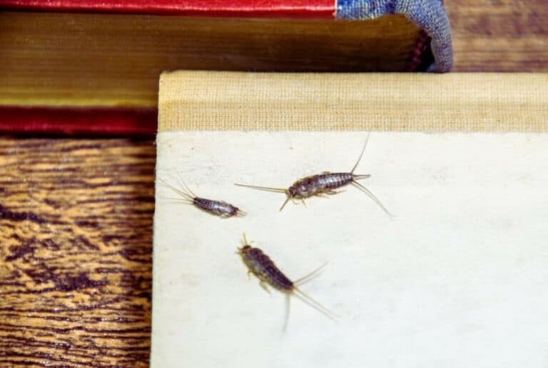 衣魚卵